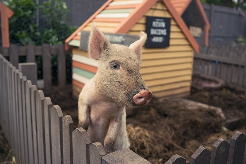 Kevin Bacon's house - The Grounds Alexandria