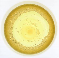 Champagne