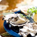 Oysters